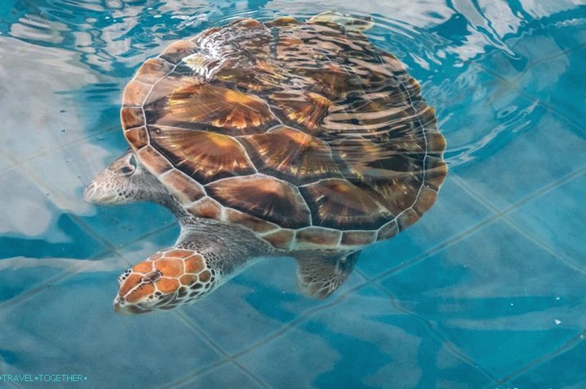 Phuket Oceanarium - čo je skôr nudné akvárium