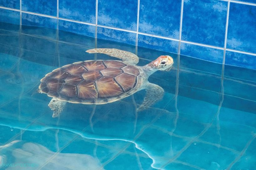 Phuket Oceanarium - čo je skôr nudné akvárium