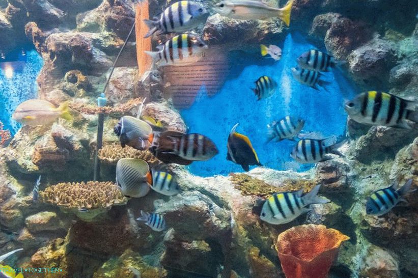 Phuket Oceanarium - čo je skôr nudné akvárium
