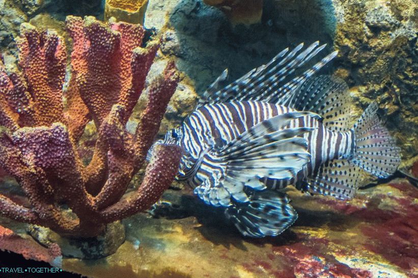 Phuket Oceanarium - čo je skôr nudné akvárium