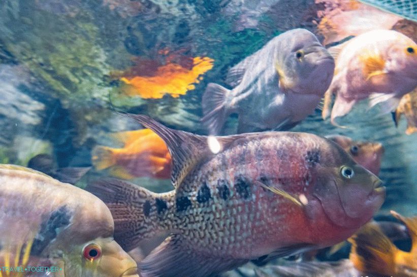 Oceanarium in Adler - prekvapivo potešenie a šok
