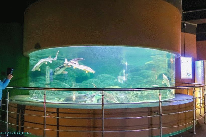 Oceanarium in Adler - prekvapivo potešenie a šok