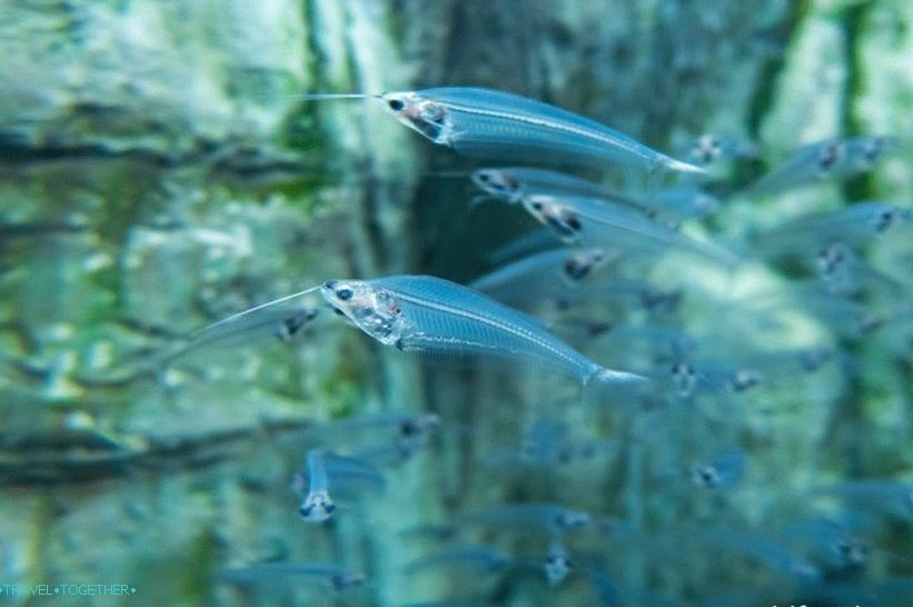 Oceanarium in Adler - prekvapivo potešenie a šok