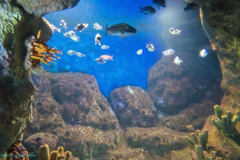 Oceanarium in Adler - prekvapivo potešenie a šok