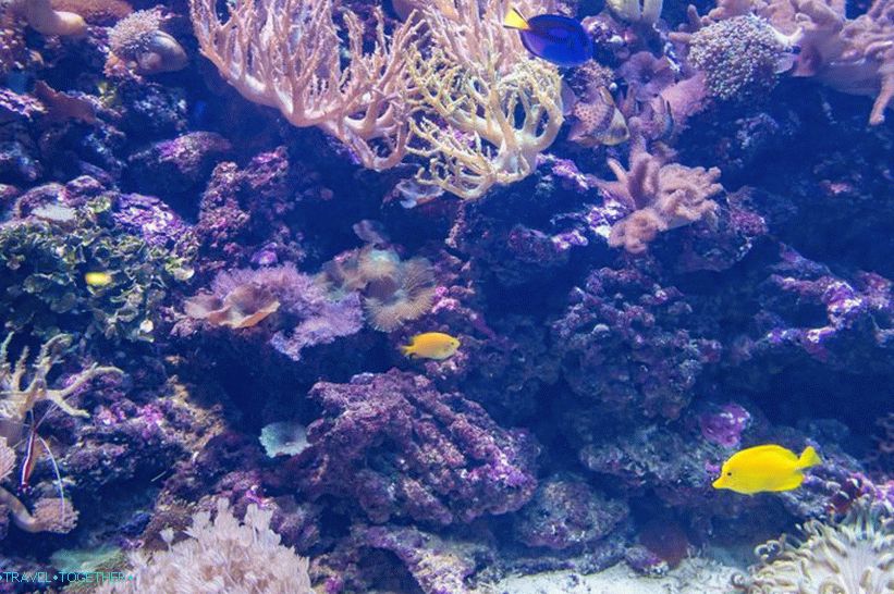 Oceanarium in Adler - prekvapivo potešenie a šok