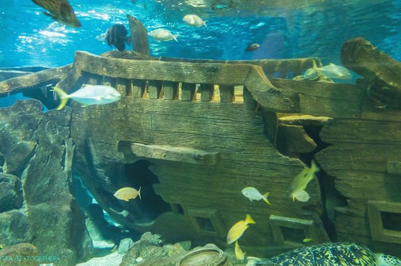 Oceanarium in Adler - prekvapivo potešenie a šok