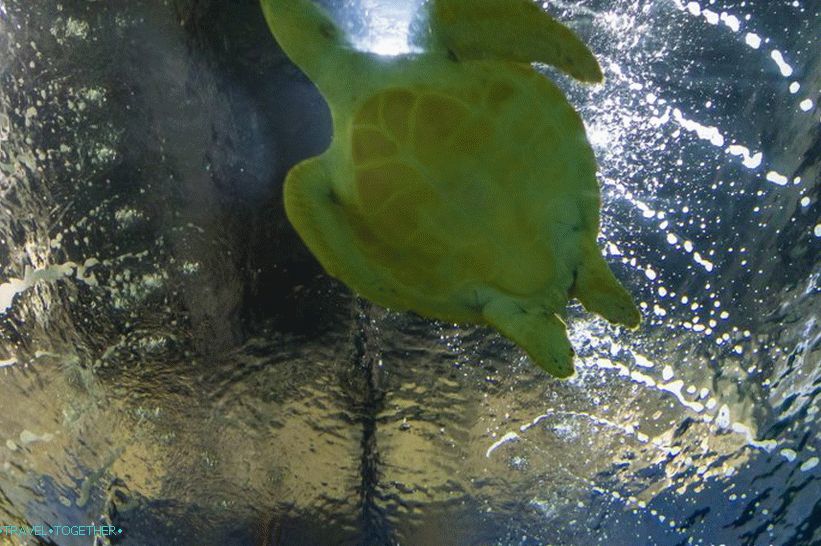 Oceanarium in Adler - prekvapivo potešenie a šok