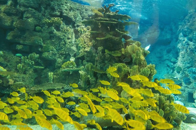 Oceanarium in Adler - prekvapivo potešenie a šok