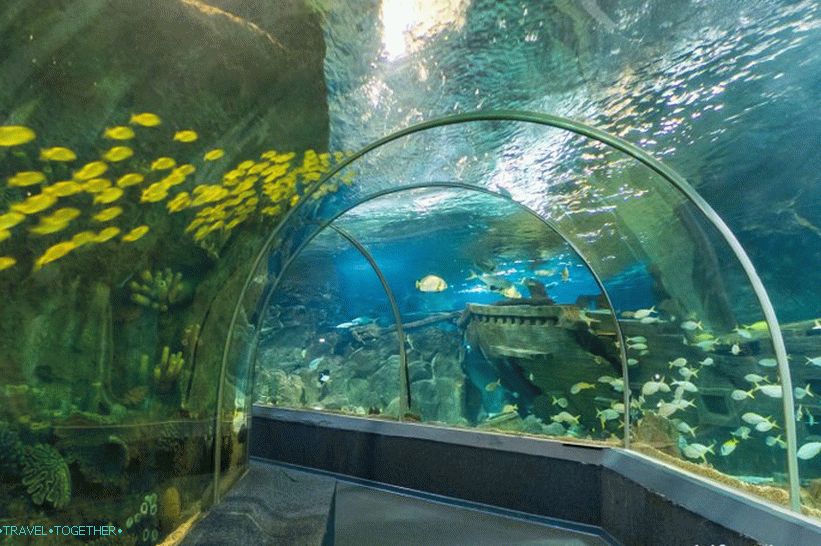 Oceanarium in Adler - prekvapivo potešenie a šok
