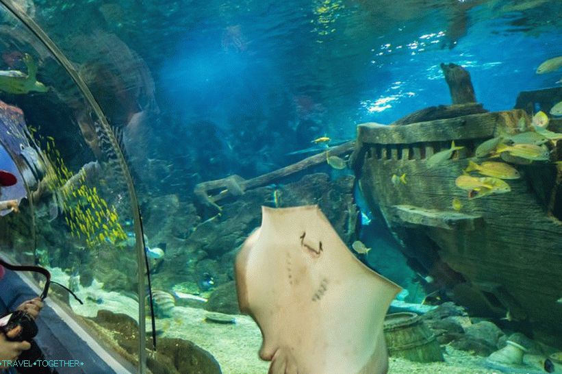 Oceanarium in Adler - prekvapivo potešenie a šok