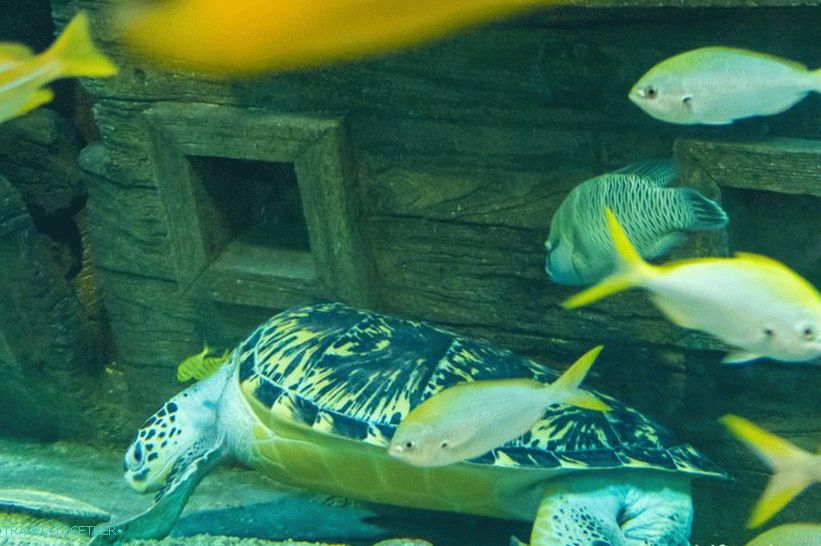 Oceanarium in Adler - prekvapivo potešenie a šok