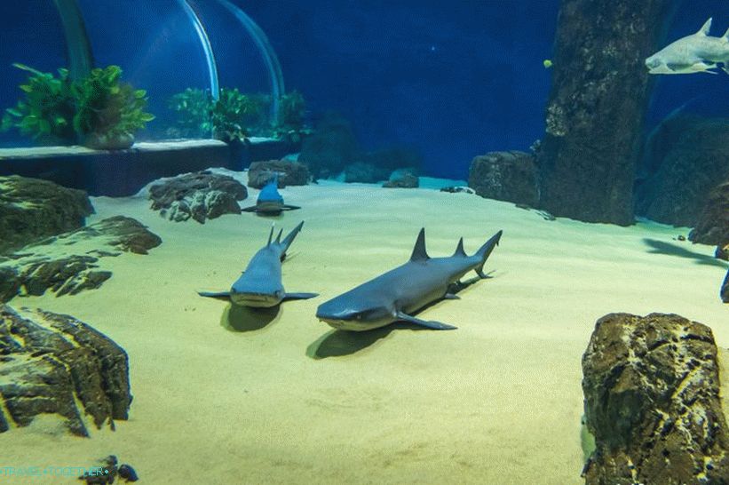 Oceanarium in Adler - prekvapivo potešenie a šok