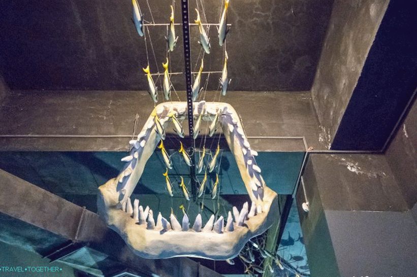 Oceanarium in Adler - prekvapivo potešenie a šok