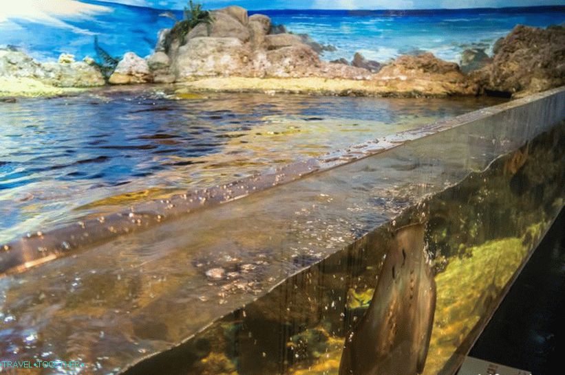 Oceanarium in Adler - prekvapivo potešenie a šok