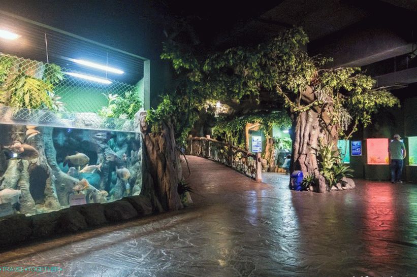Oceanarium in Adler - prekvapivo potešenie a šok