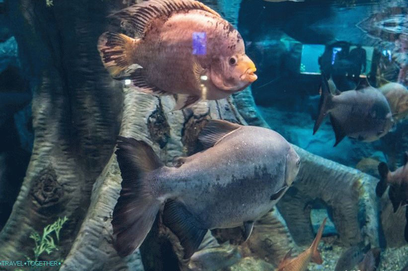 Oceanarium in Adler - prekvapivo potešenie a šok