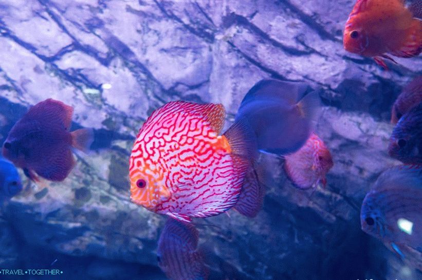 Oceanarium in Adler - prekvapivo potešenie a šok