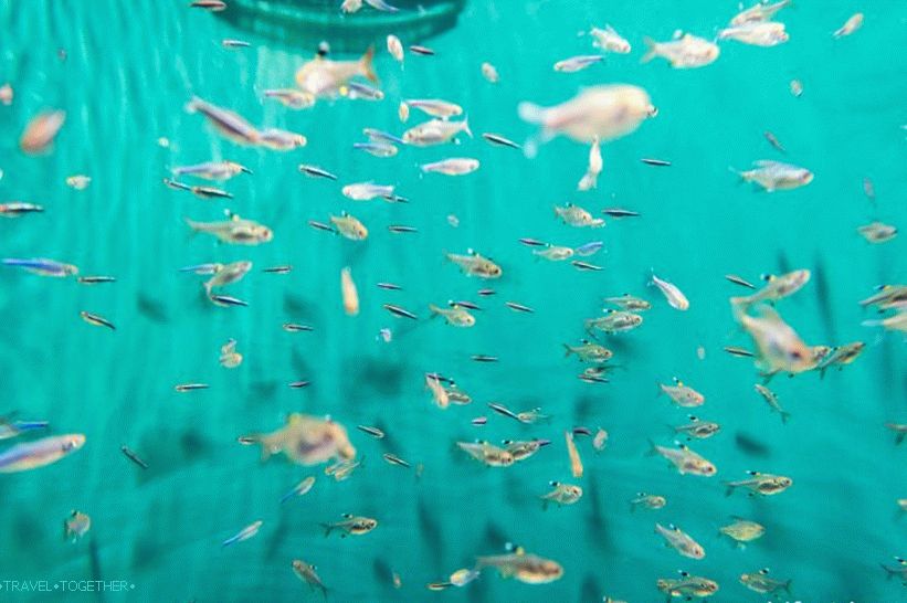Oceanarium in Adler - prekvapivo potešenie a šok