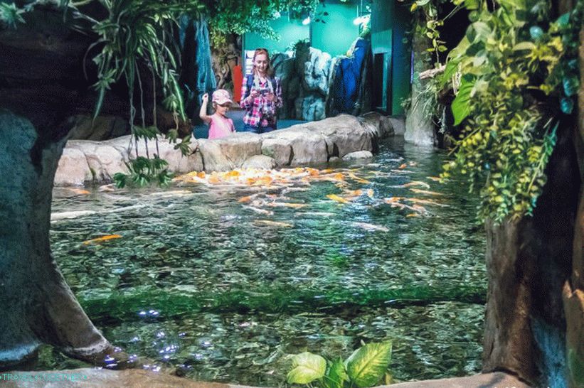 Oceanarium in Adler - prekvapivo potešenie a šok