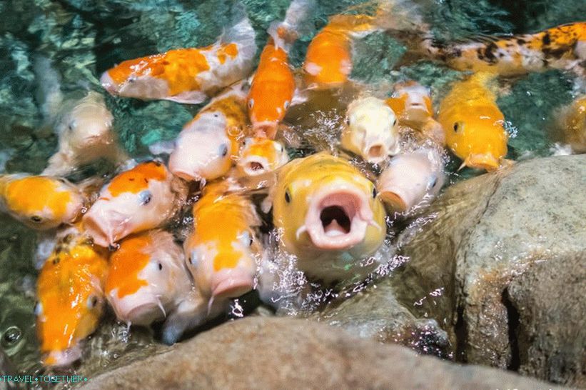 Oceanarium in Adler - prekvapivo potešenie a šok