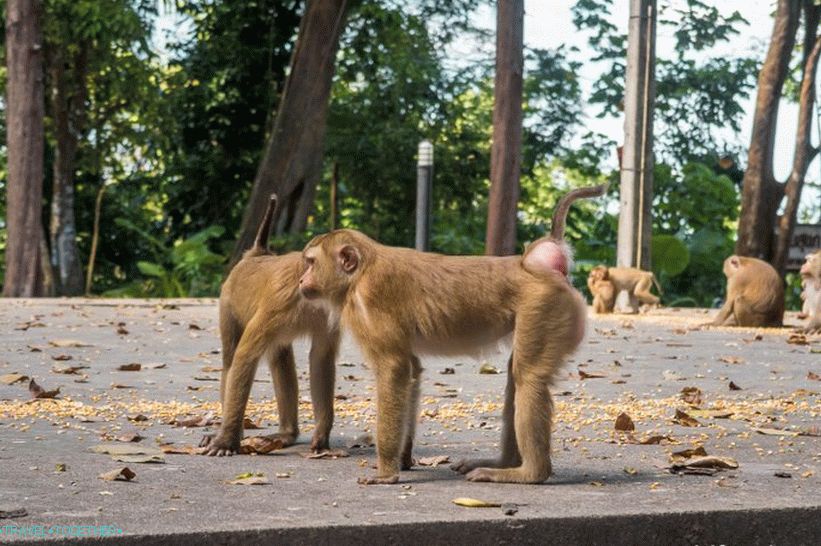 Opice v Phukete