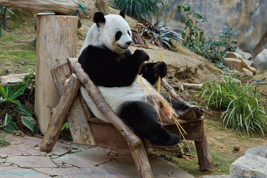 „Pandy