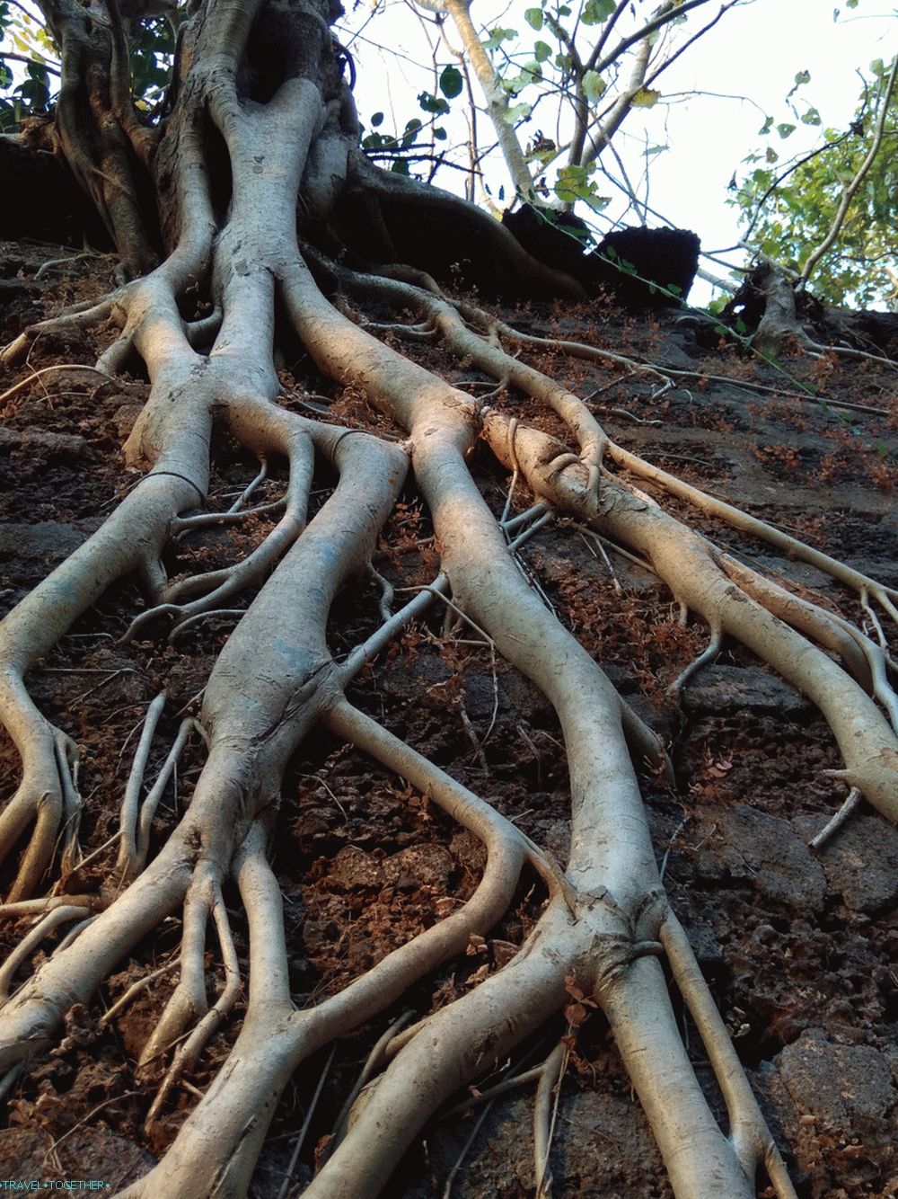 „Banyan