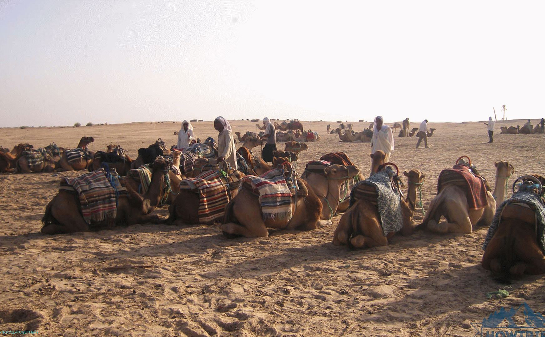 Tunisia Camel Tour