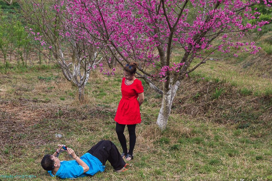 Pozostatky sakury, musíte sa otočiť, aby ste nasnímali fotografiu.
