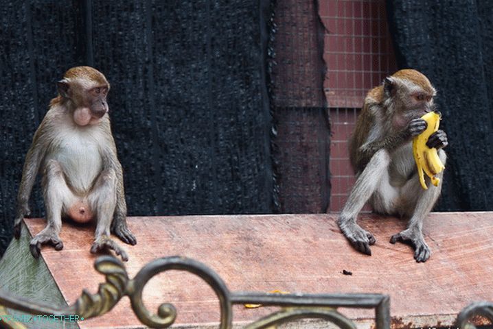 Pranksmiths of the Batu Caves