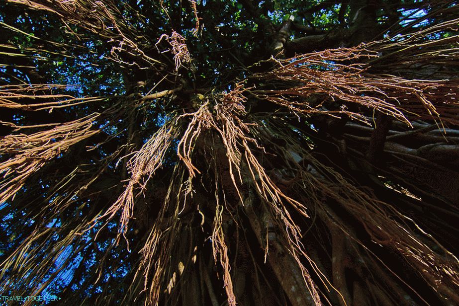 India Rubber Tree - visí takmer na podlahe