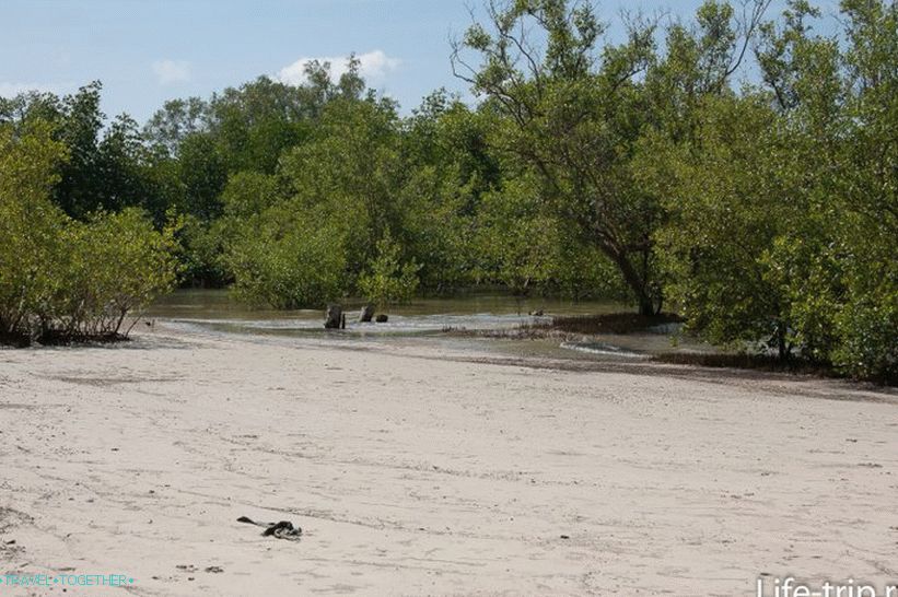 Mangrovy na pravom okraji pláže Ban