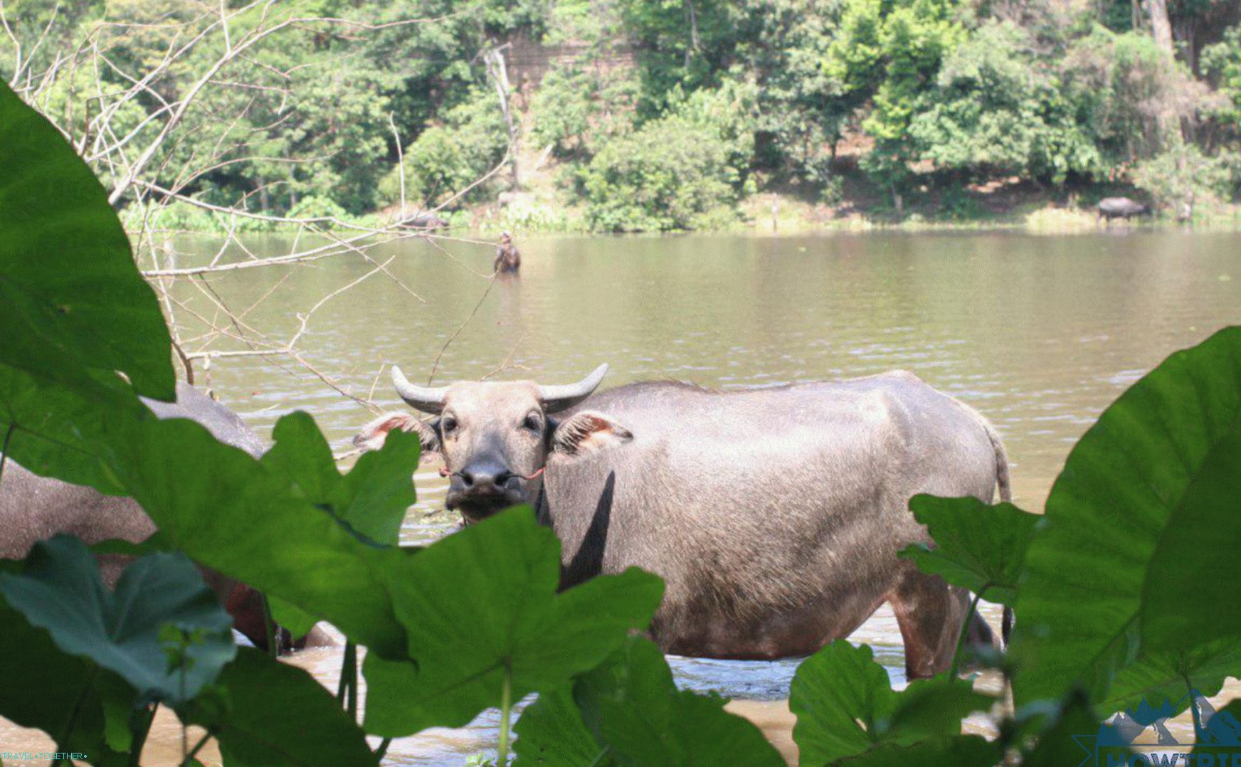 „Zvieratá