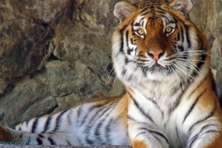 Zoo Phuket