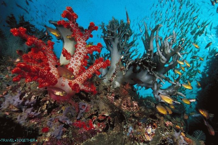 Sharm el-Sheikh, podmorský svet Červeného mora