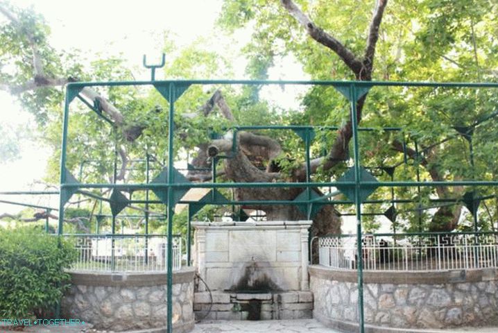 Hippocrates v Kos Kos Platan