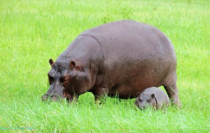 Dovolenka s deťmi v Bangkoku, Hippos Dusit zoo 