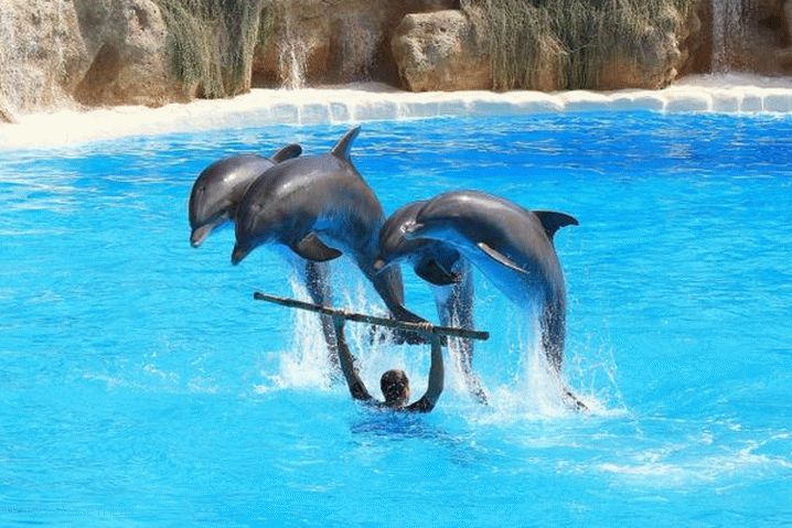 Prázdniny s deťmi v Alanyi, Dolphinarium