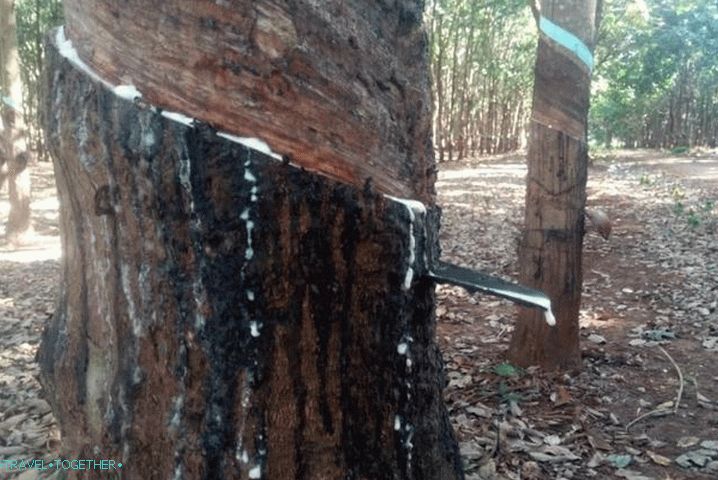 Počasie na ostrove Phu Quoc v auguste - gumová plantáž
