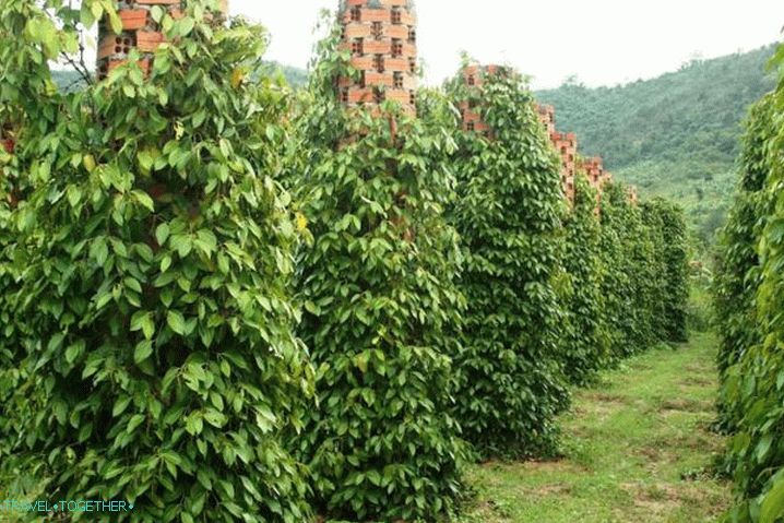 Phu Quoc, plantáž čierneho korenia