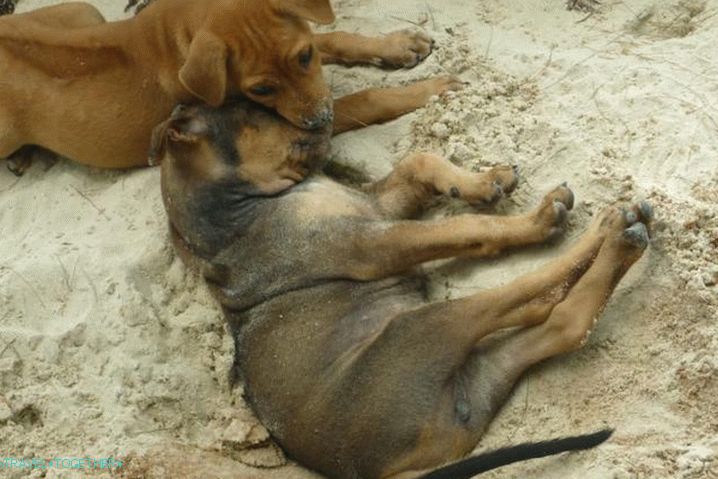 Phu Quoc škôlka pre ridgeback vo Fukuoka