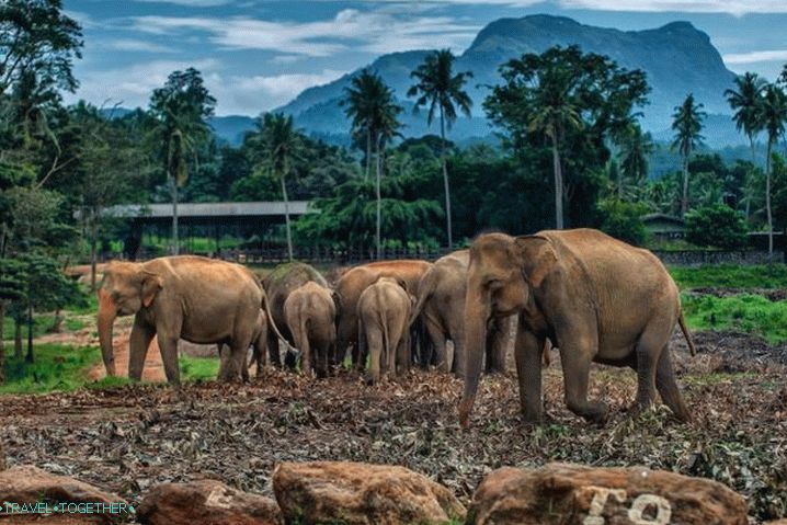 „Vietnam