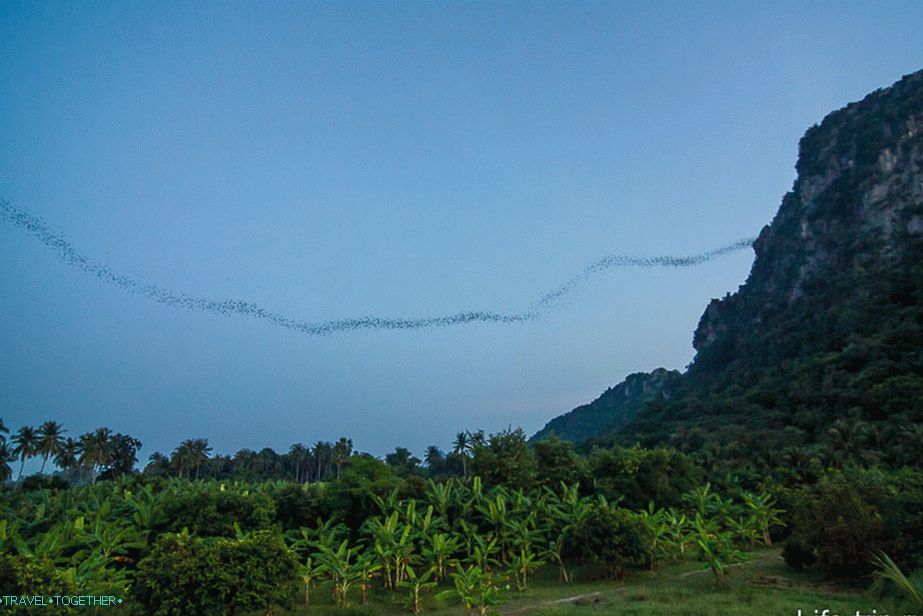 Hora netopierov neďaleko ChaAm