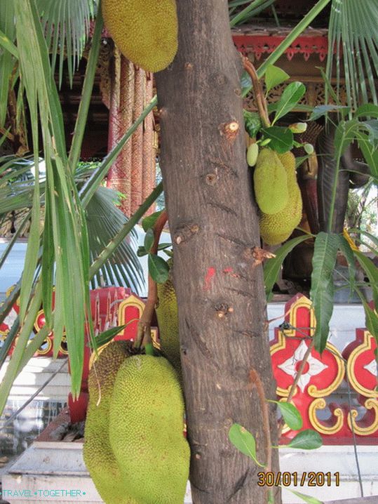 Jackfruits rastú na stromoch
