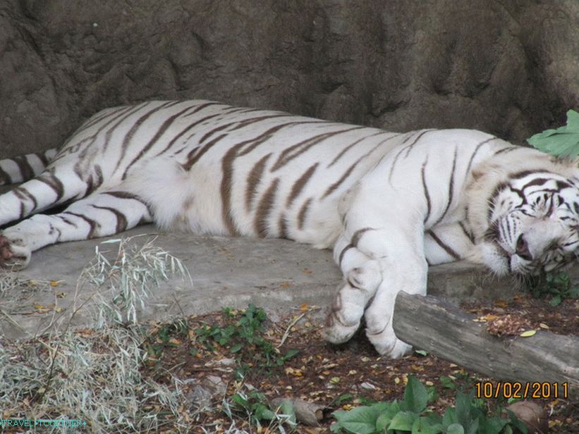 „Zoo