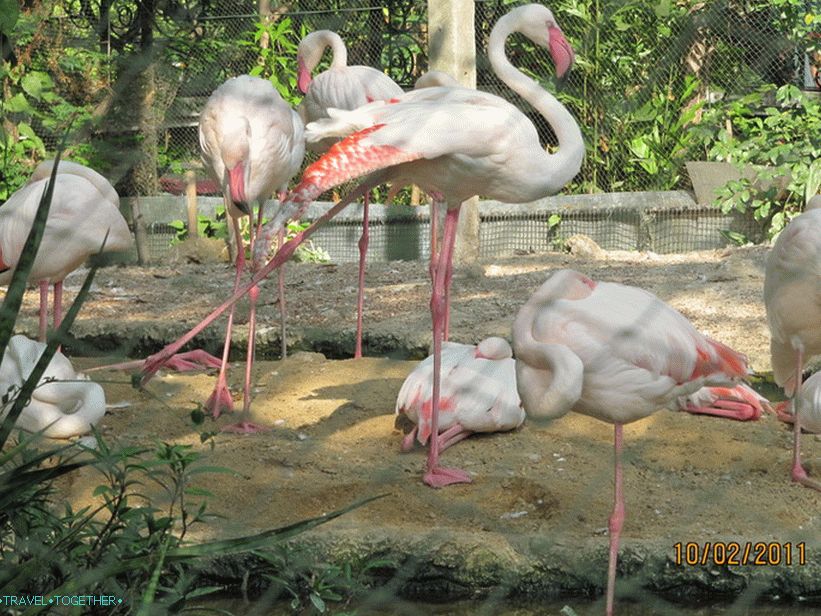 „Zoo