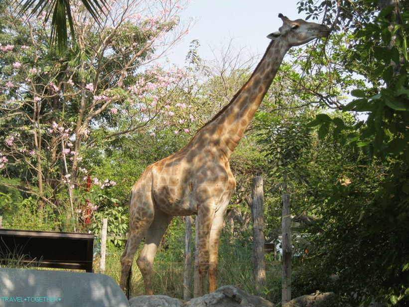 „Zoo