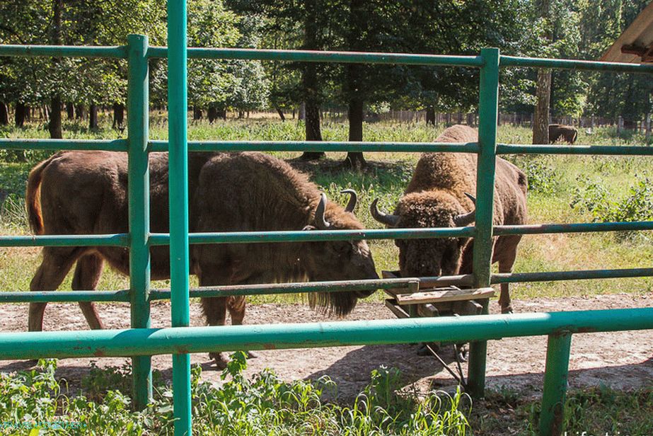 Bison v krmítku