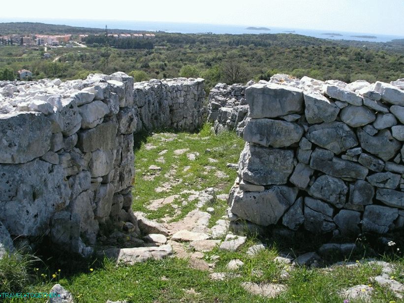 Monkodonja