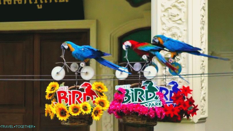 Bird Park v Phukete